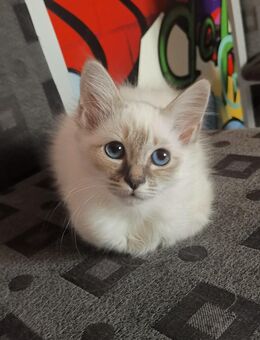Siam- heilige Birma Kitten - Nastätten