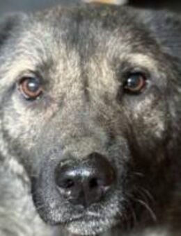 Caius sucht ein liebevolles Zuhause 🐾 - Elsdorf (Nordrhein-Westfalen)