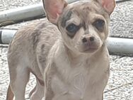 Chihuahua Rüde Husky-merle kurzhaar sucht noch ein Zuhause - Krefeld