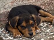 ✨Freundlicher Welpe Cole🐾 - Eislingen (Fils)