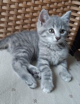 Süße Katzenbabys / Babykatzen / Kitten - Mintraching