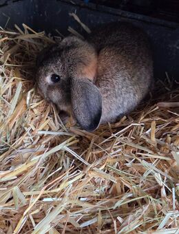 Hasen Bock sucht zuhause - Grevenbroich Zentrum