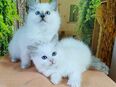 2 Bildhübsche Ragdoll Katern suchen ab 24.05 ein liebevolles Zuhause auf Lebenszeit in 4539