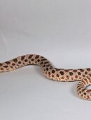 Hakennasennattern Heterodon nasicus Wildfarben Axanthic Albino in 67550