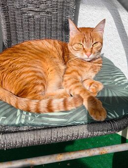Katze Lela sucht neues Hause - München