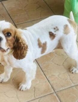 💖 Lizi Cavalier King Charles Hündin - Kassel