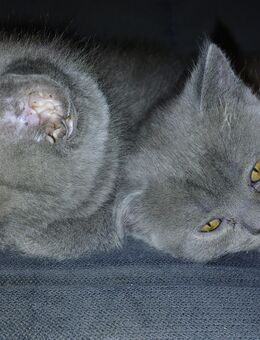 Britisch Kurzhaar Kitten 1x weiblich, 1x männlich - Nörvenich