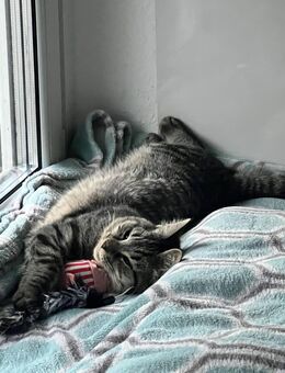 Verspielter Schmusekater sucht ein liebevolles Zuhause - Remagen