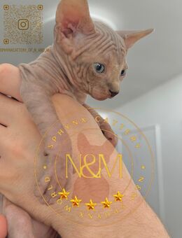 Canadian Sphynx Mit Stammbaum - Ulm