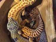 2 Leopardengeckos inkl. Terrarium - Hürth