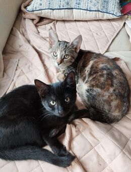 4 Baby Katzen - Horst (Holstein)