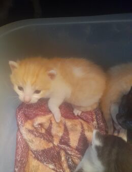 Katzen baby❤EHK - Gütersloh