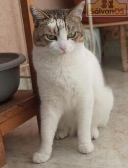 Venus - Liebevolle Katzendame - Bad Camberg