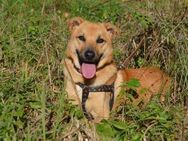 Mateo sucht Zuhause - Mudersbach