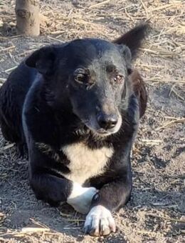 Leo♥️geselliger Rüde sucht 4ever Home 🙏 - München