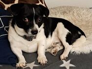Lieber Jack russel mix - Schwentinental Raisdorf