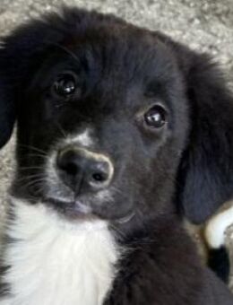 Lotti, geb. ca. 07/2025, GRIECHENLAND - Euskirchen