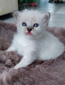 Heilige birma kitten - Marl (Nordrhein-Westfalen)