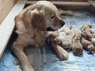 Golden Retriever Welpen reinrassig - Steinbergkirche