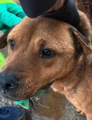 Braune Schönheit in 41812