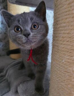 BKH Kitten - Germersheim