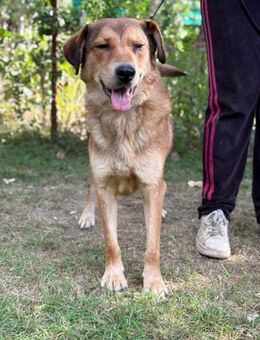 Nimer - wann darf er endlich ankommen? - Köln