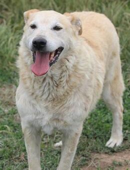 Winston ist ein guter Familienhund - Schwarmstedt