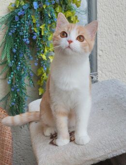 BKH - Kitten Mädchen sucht neues Zuhause - Markranstädt
