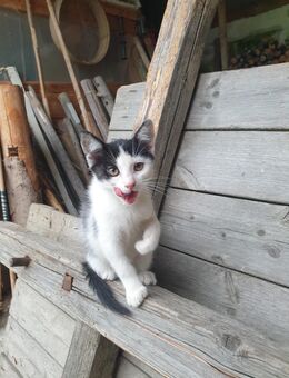 Babykatzen - Legau