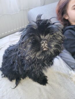 Ab sofort 2 liebevolles Shih-Tzu Welpen abzugeben, - Frankfurt (Oder)