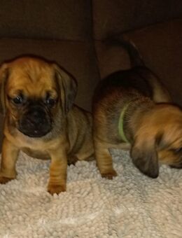 Süße Dackel x Mops Mischlingswelpen - Meppen