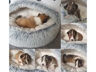 Sheltie Welpen - Edewecht