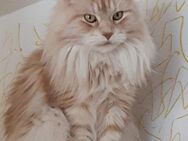 Maine coon - Treuchtlingen