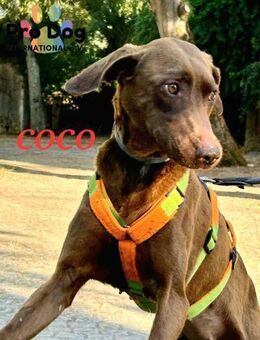 Coco - Talkau