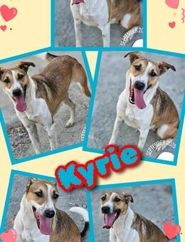 liebe Hündin Kyrie wartet auf Rettung - Nürnberg