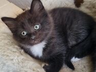 Main Coon Herzensbrecher - Bretten