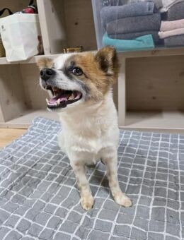 Kleiner Dubu sucht ein Zuhause oder PS - Ebstorf (Klosterflecken)