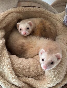 Frettchen abzugeben - Freiberg