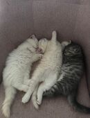 Baby-Katzen zu verkaufen in 51105