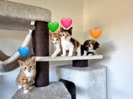 *alle Kitten reserviert* Kitten zum 14.09 abzugeben. Impfkosten (57€) inkl. - Edewecht