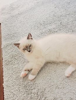 🐾 4 Babykatzen zu verkaufen – 2 Kater & 2 Katzen, 2 Monate alt 🐾 - Lahnstein