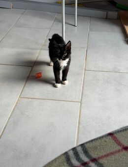 BKH Weibchen - Essen