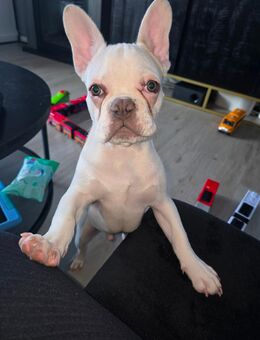 Französische bulldogge welpe - Essen