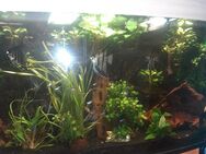 350 Liter komplett Aquarium mit Besatz - Iserlohn Zentrum