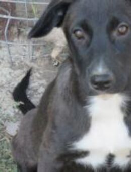 Mona ist ein neugieriges Hundekind 🐾 - Elsdorf (Nordrhein-Westfalen)