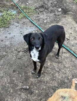 Joy, wartet schon 6 Jahre im Shelter 🐾 - Elsdorf (Nordrhein-Westfalen)