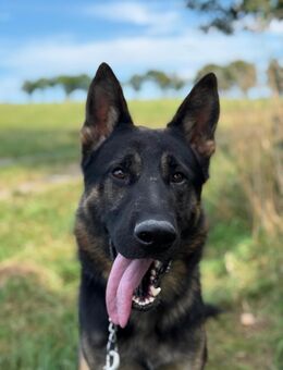 Deutscher Schäferhund - Weilmünster