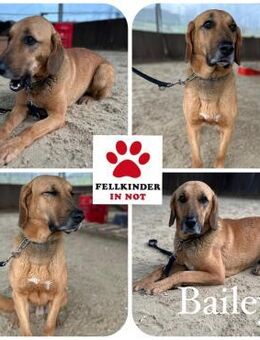 Bailey charakterstarker Mischling Rüde - Margetshöchheim