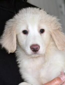 Taylor sucht ihre Menschen - Neuss