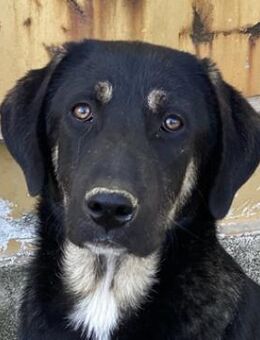 Kuno, geb. ca. 11/2023, GRIECHENLAND - Markdorf